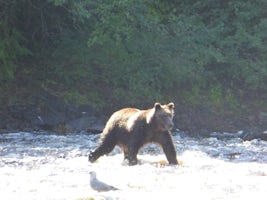Watching bears fish for salmon