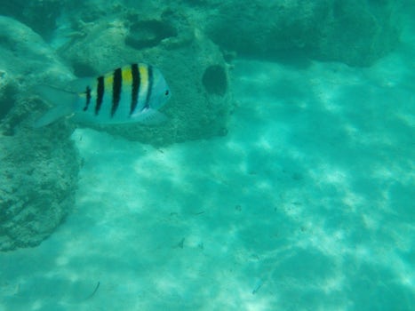 Snorkel Casatway Cay