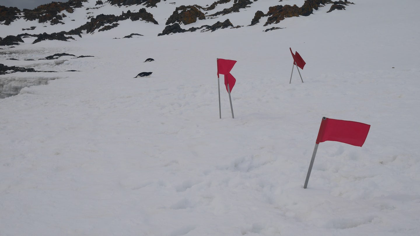 The expedition team set up the red flags to mark the trail so that all guests follow without detouring and/or trespassing to the penguin colonies and penguin highway.