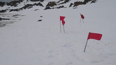 The expedition team set up the red flags to mark the trail so that all guests follow without detouring and/or trespassing to the penguin colonies and penguin highway.