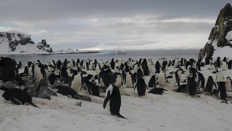 One of the penguin colony, these should be Gentoo penguins.