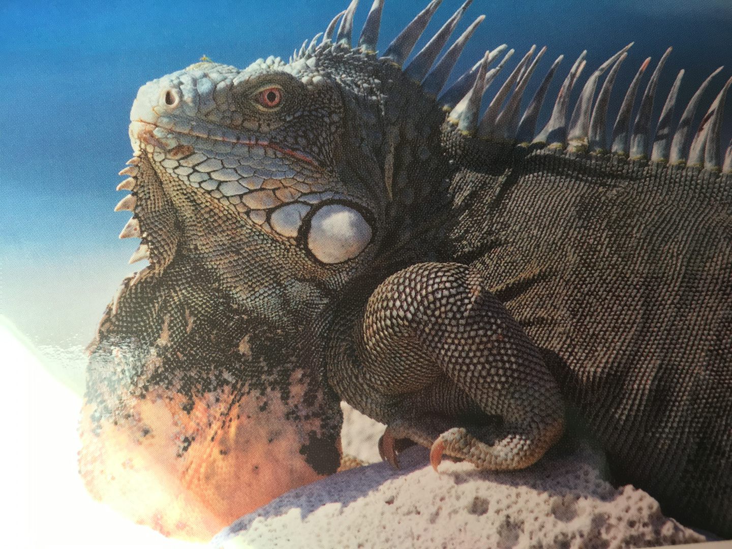 An iguana we encountered