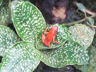 COSTA RICA, VERAGUA RAINFOREST frog habitat