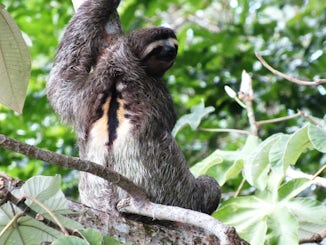3 toed sloth in Panama