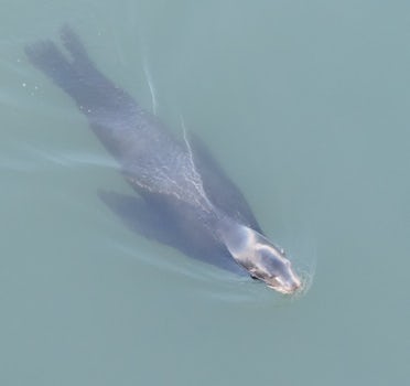 Sea Lion friend in Ensenada.