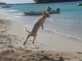 Action shot of the infamous Topher at Jack's Shack in Grand Turk