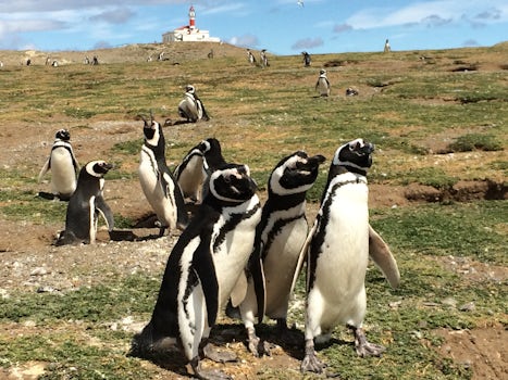 Magallenic Penguins on Magdalena Island, Punta Arenas.