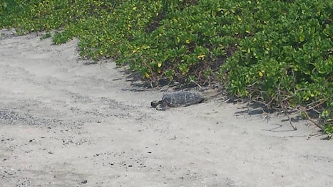 Sea turtles in Kona!