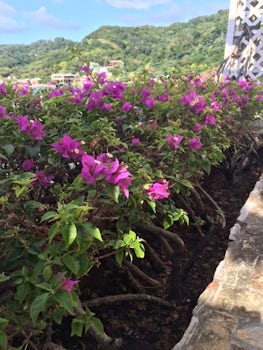Flowers of Belize