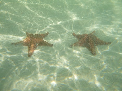 Starfish Beach! Grand Cayman