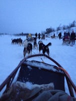 Dog Sledding near Tromso. Great fun and the dogs love it too.