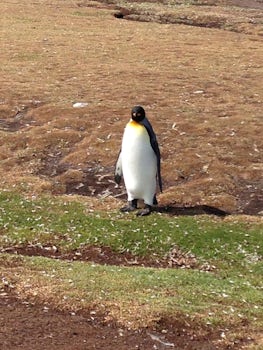 King Penquin Volunteer Point Falkland Islands