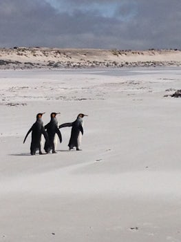 Penquins Volunteer Point Falkland Islands