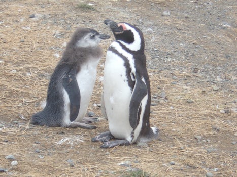 Penguins on Madreline island north of Punta Arenas