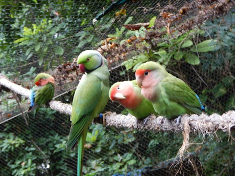 Love Birds in Ocho Rios, Jamaica