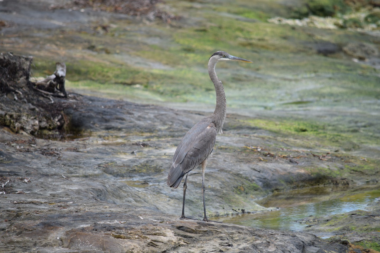 Great Blue Heron on Cocoa Cay