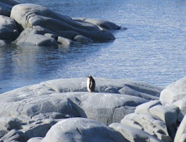 Isolated Penguin