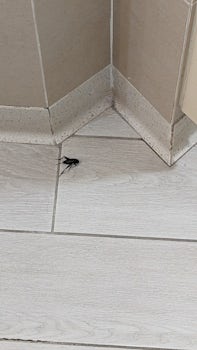 Cockroach in public bathroom
