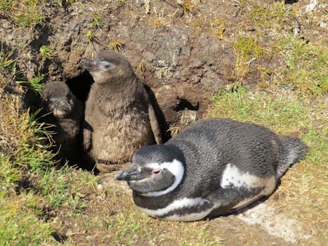 Magellan penguins at Volunteer Point, Falkland islands