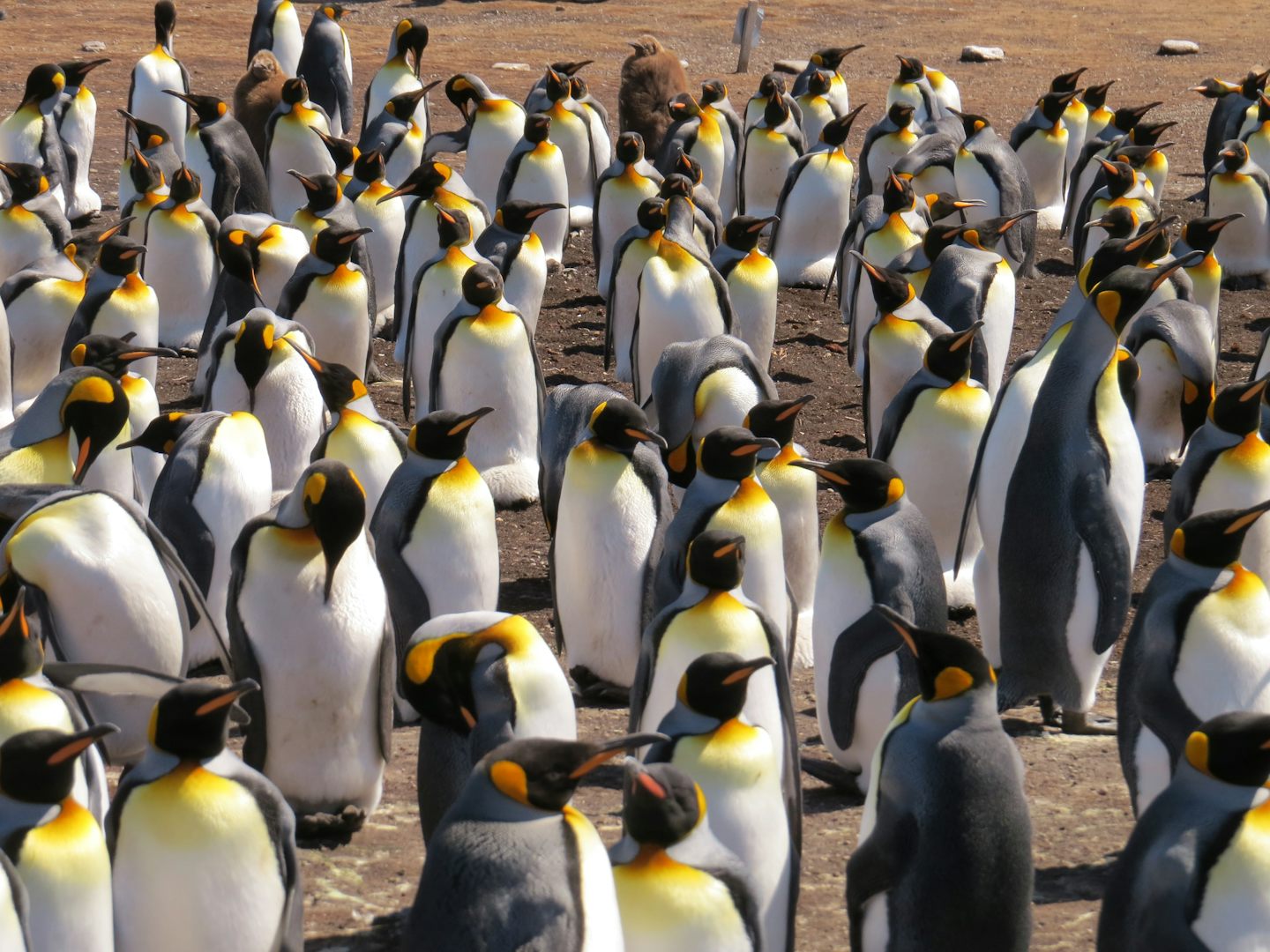 King Penguins, Volunteer Point, Falkland Islands