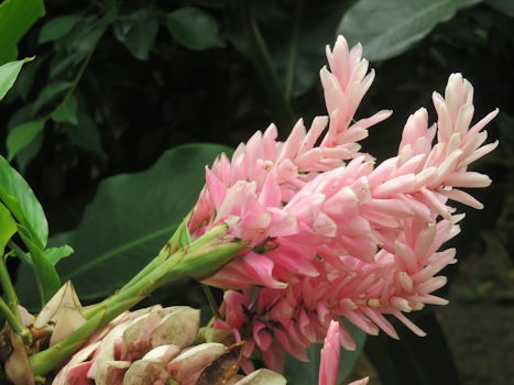Ginger, blooming in the hummingbird garden, St. Lucia
