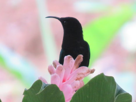 Hummingbird on a pink flower, St. Lucia. My best photo of the week :)