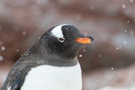 A gentoo penguin listed during excursion