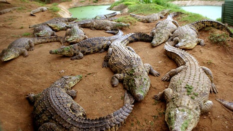 Durban - Valley of 1000 Hills  - The reptile park  Crocodiles