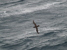 Storm Petrel off Cape Horn