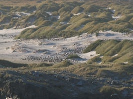 Penguin rookery, Falkland Islands