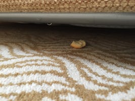 Food under couch