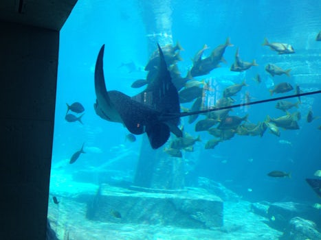 The Dig (Atlantis Aquarium) in Nassau doing the excursion via the ship.