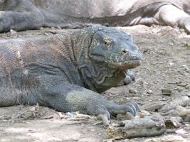 Male Komodo Dragon on Komodo Island.