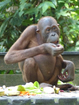 Orangutan at the Sepilok Orangutan Rehabilitation Centre.