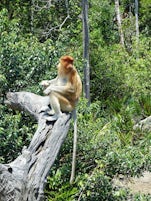Female Proboscis Monkey at Labuk Bay Proboscis Monkey Sanctuary.