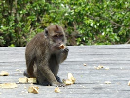 An opportunistic Macaque at Labuk Bay Proboscis Monkey Sanctuary.