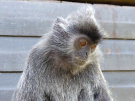 Silvery Lutung at Labuk Bay Proboscis Monkey Sanctuary.