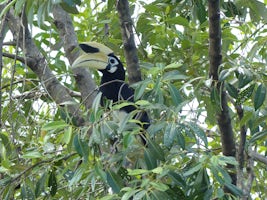 Male Oriental Pied Hornbill at Labuk Bay Proboscis Monkey Sanctuary.