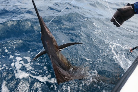Catch and release sail fish Grenada