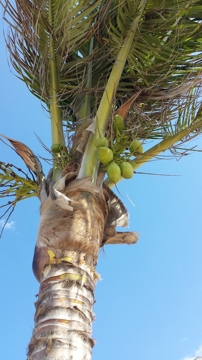 Palm tree with coconuts on the beach at Hilton Rose Hall.
