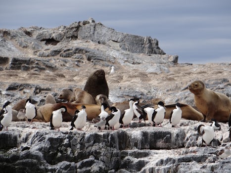 Cormorants and sea lions off Tierra deal Fuego.