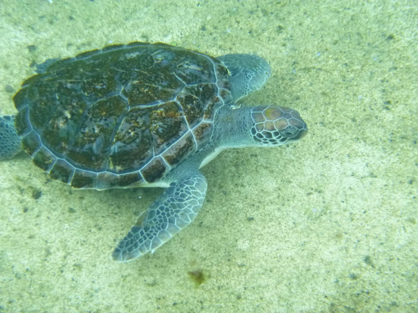 Swimming with the turtles on Grand Cayman