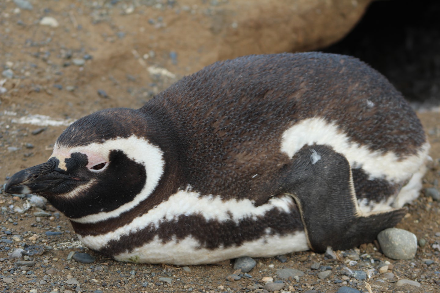 Plump Magelanic Penguin...soon to migrate to Peru or Brazil