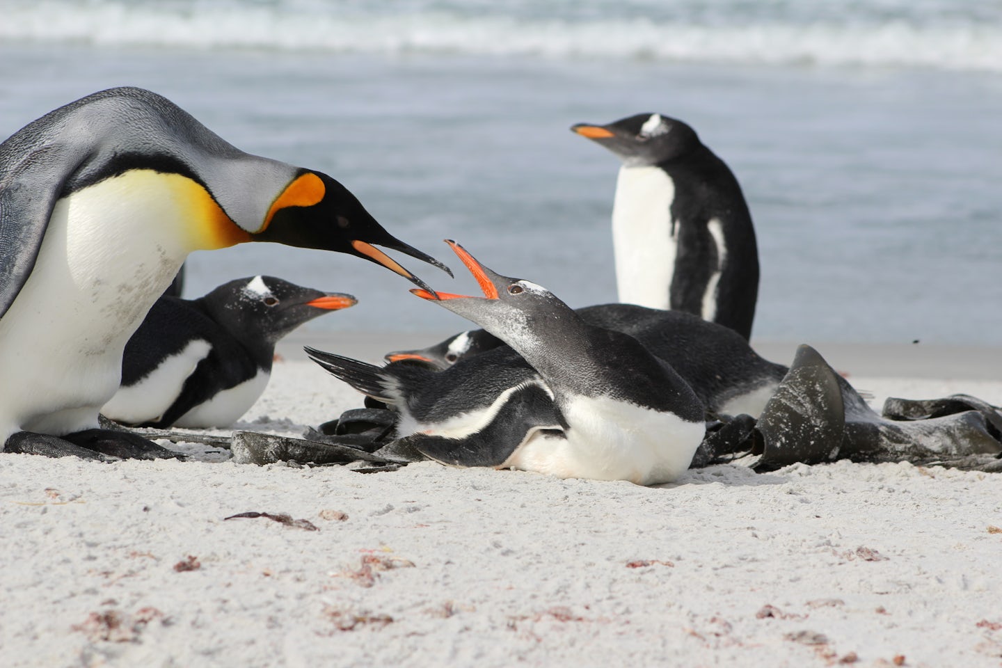 One of the three King penguins exerting dominance at Berthas Beach