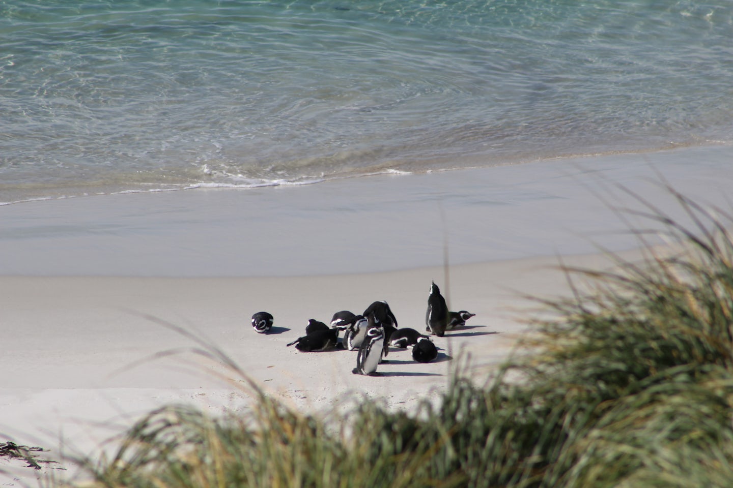 The few remaining, late season, Magelanic penguins at Gyspy Cove.