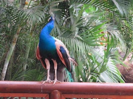 Columbia peacock