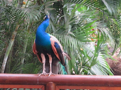 Columbia peacock