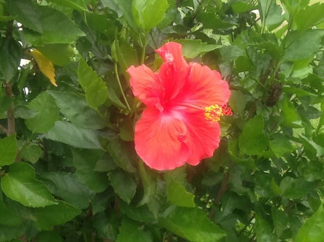 Hibiscus on St. Lucia