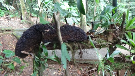 Tapir, Costa Rica Rain Forest