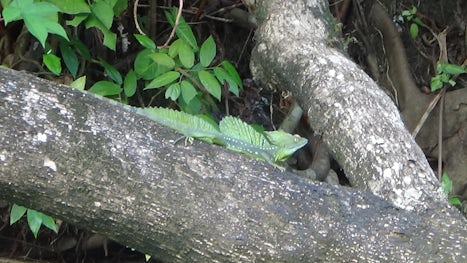 male Jesus lizard Tortuguero Canal, Costa Rica